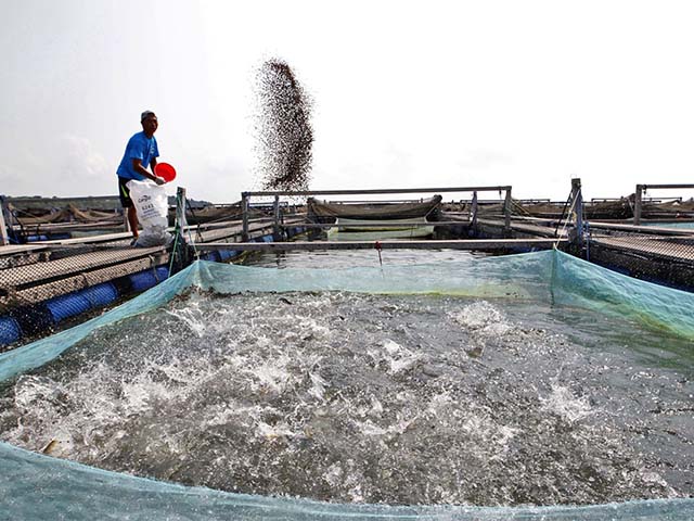 What are the Advantages of Floating Fish Feed?